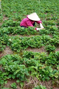 DA LAT, VIET NAM- SEPTEMBER 5: Asian Farner working at Strawberry farm, Dalat, Viet Nam, September 5, 2013