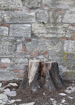 Felled tree stump before the stone wall.