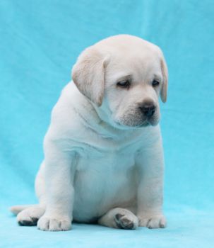 happy yellow labrador puppy laying on blue background
