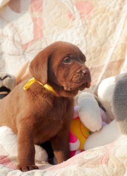 happy chocolate labrador puppy with the toys