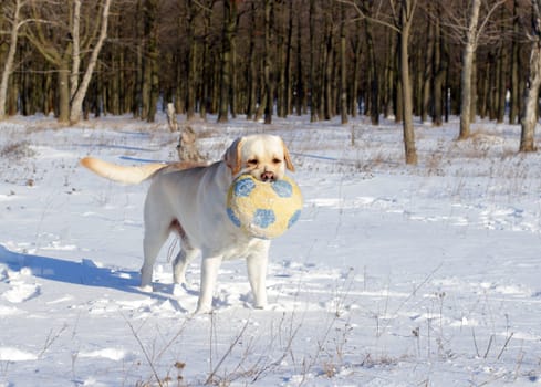 yellow labrador in the snow in winter with a ball