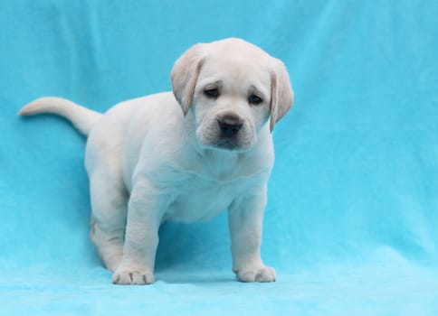 yellow labrador puppy laying on blue background