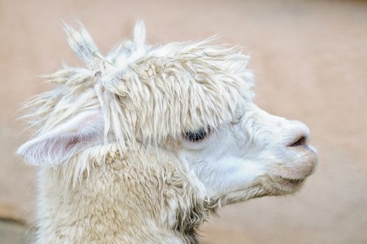 Close up of a fluffy white alpaca