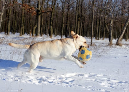 yellow labrador in the snow in winter running with a ball