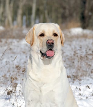yellow labrador in the snow in winter portrait