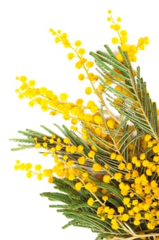 branch of a mimosa on a white background