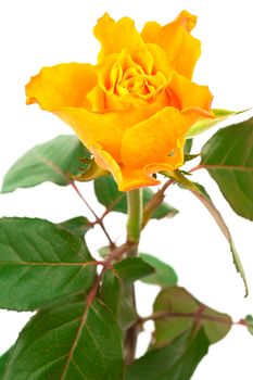 Fresh orange rose on a white background