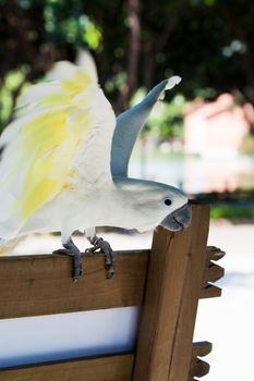 beautiful white parrot on a park bench