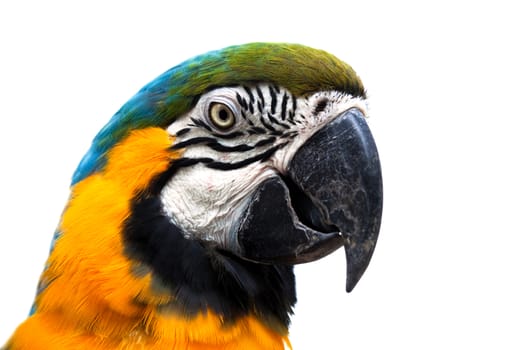 head of a beautiful parrot on white background