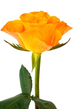 Fresh orange rose on a white background