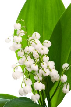 bouquet of lily of the valley on a white background