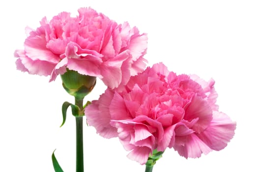 two pink carnation on a white background