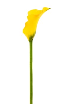 Beautiful yellow calla on a white background