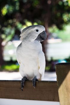 beautiful white parrot on a park bench