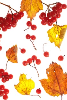 viburnum and yellow leaves on white background