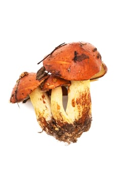 Fresh and beautiful mushrooms on a white background