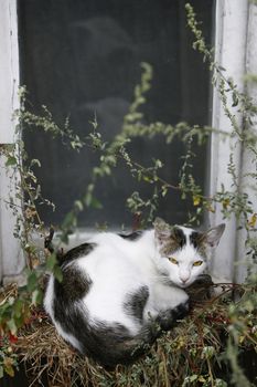 cat on an old window with flowerpots