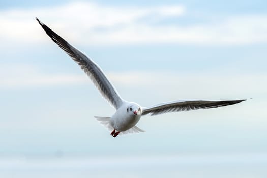 flying seagulls in action