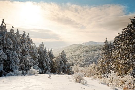 Sunset time in winter mountain with pine trees and show