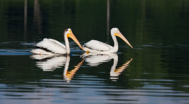 Two White Pelicans (Pelecanus erythrorhynchos) swimming in a lake