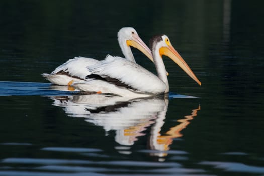 Two White Pelicans (Pelecanus erythrorhynchos) swimming in a lake