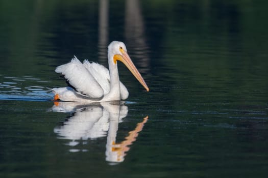 White Pelican (Pelecanus erythrorhynchos) swimming in a lake
