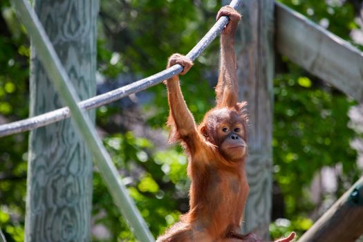 Baby orangutan climbing on high on a rope