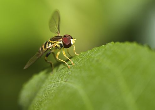 Macro shot of a hover fly on a leaf