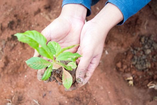 Growing a tree in the forest for giving life to the Earth