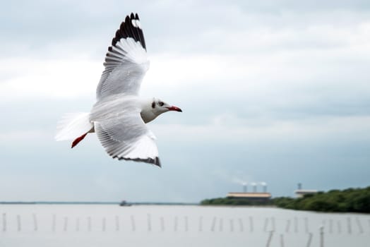 flying seagulls in action