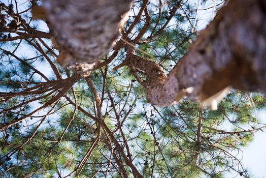 Beautiful green pine tree background