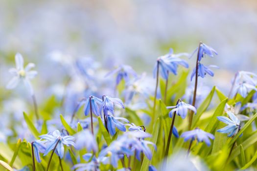 Spring background with early blue flowers glory-of-the-snow and copy space for text