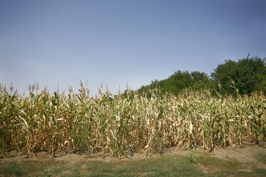 corn field drought of the large heat