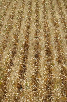 corn field drought of the large heat can and background