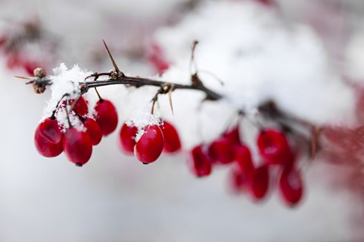 Snowy red barberry berries closeup in winter