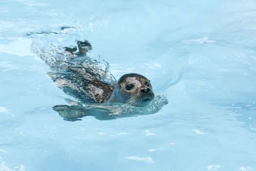 seals swim on the surface of water