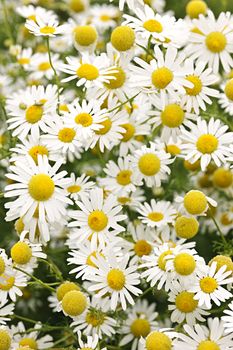 Flowering chamomile growing in summer meadow close up