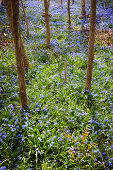 Forest floor with spring blue glory-of-the-snow flowers blooming in abundance. Ontario, Canada.