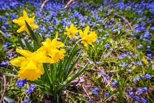 Yellow spring daffodils and blue flowers glory-of-the-snow blooming in abundance on forest floor. Ontario, Canada.