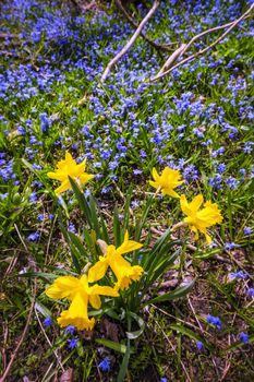 Yellow spring daffodils and blue flowers glory-of-the-snow blooming in abundance on forest floor. Ontario, Canada.