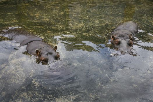 hippo resting in the pool water