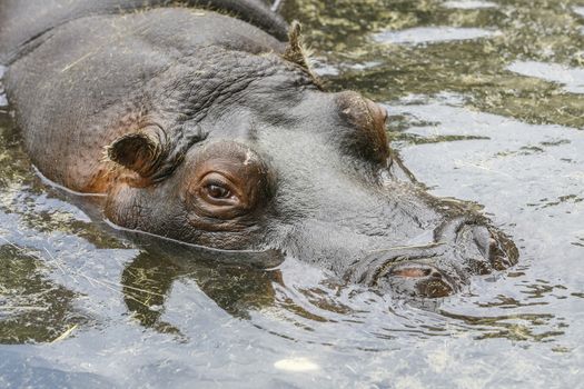 hippo resting in the pool water