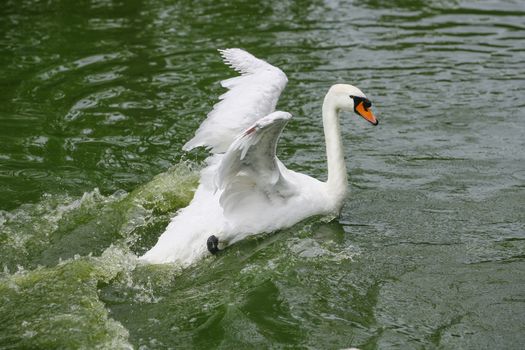 Swan spreading wings