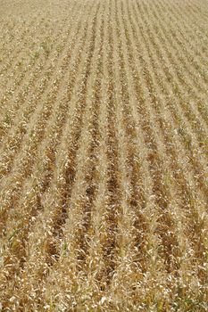 corn field drought of the large heat can and background