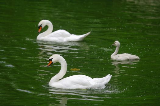 swans family
