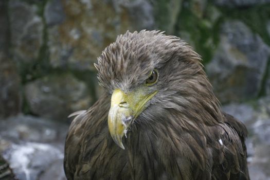 eagle in a cage