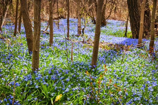 Forest floor with spring blue glory-of-the-snow flowers blooming in abundance. Ontario, Canada.