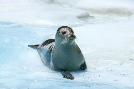 seal resting on the water on a blue rock