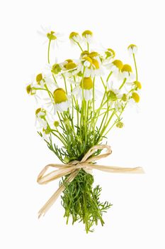 Bouquet of wild chamomile flowers tied with bow isolated on white