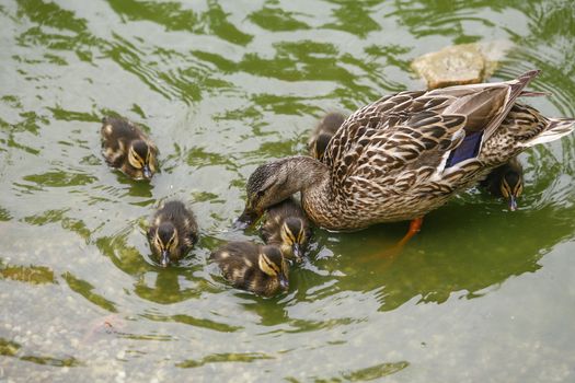 Close-up of a female mallard (Anas platyrhynchos) with her small chicks swimming in a lake.